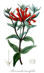 Image result for Belonophora coffeoides