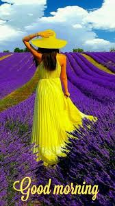 Purple Colour Good Morning Images Purple flower hd good morning image. purple colour good morning images