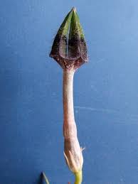 Image result for Ceropegia nilotica