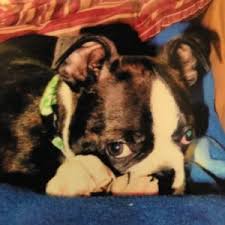 Female #2 (sold) congratulations karen and paul!! A Boston S First Year Stages Of Growth Puppy Development Boston Terrier Society