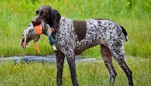 Generally speaking, smaller birds—like budgies or cockatiels—are a bit easier to care for in fact, many birds will do better if you can provide a safe room—no open windows or doors, no ceiling fans, etc.—in which they can roam freely from. Bird Dogs For Sale Dogs For Sale Bird Dogs Dogs