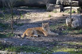 Pour visiter le parc dans son ensemble, comptez entre 3 heures et une journée complète. Le Parc Zoologique Loisirs Du Parc De La Tete D Or