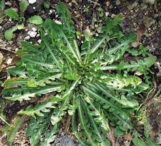 Image result for Cichorium