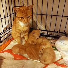 A Most Unusual Family Steemit