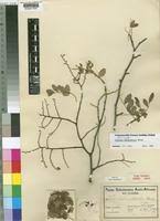 Image result for Dialium schlechteri