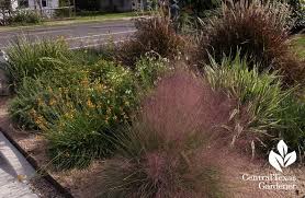 Street Gardens Curb Gardens East Austin Street Curb Garden Walkway Garden Beds