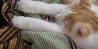 Why Cats Wiggle Their Butt Before They Pounce Love Meow