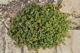 Image result for Polycarpon tetraphyllum