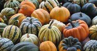 Long Island Seed Project Acorn Squash Diversity Garden Seeds Heirloom Seeds Squash Seeds
