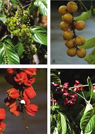 Image result for Haplocoelum inoploeum