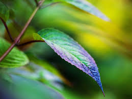 Maybe you would like to learn more about one of these? How Long Do Hydrangea Flowers Last Plant Index