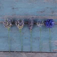 Great savings & free delivery / collection on many items. Purple Dried Flower Wired Stems Set Of 5 The Artisan Dried Flower Company Fradswell Staffordshire