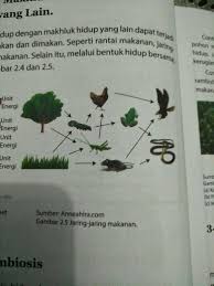 Tuhan menciptakan alam semesta dan seisinya, semuanya saling terkait dan membutuhkan satu sama lain. Tuliskan Rantai Makanan Yang Ditunjukkan Pada Gambar 2 5 Di Atas Isikan Jawabannya Pada Tabel Brainly Co Id