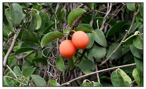 Image result for Ximenia americana