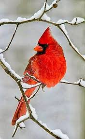 Cardinal Red Bird Photograph Graphic Image Art Fabric Block Doodaba A Selection Of Bird Photos In 2020 Beautiful Birds Cute Birds Bird Pictures