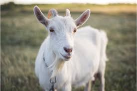 Just hit play on that video above for the clip! 60 Year Old Man Arrested For Having Sex With Goat Inquirer News