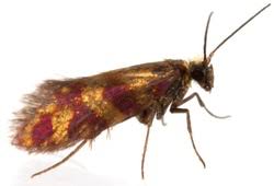 Image result for Micrargeriella