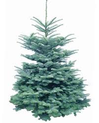 Check spelling or type a new query. Real Christmas Tree Buying Guide What Are The Best Real Christmas Trees