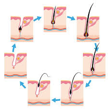 Hair cycle normal hair follicles undergo periods of growth (anagen) followed by regression (catagen), resting (telogen) and evacuation (exogen) followed by regenesis ('new' anagen). Hair Cycles How It Grows And Why It Sheds Beautiful On Raw
