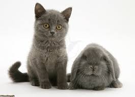 Pets Grey Kitten And Grey Rabbit Photo Grey Kitten Pets Cats Kitten