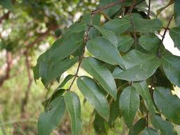 Image result for Dialium