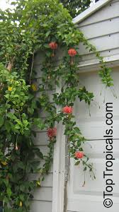 Image result for Hibiscus schizopetalus