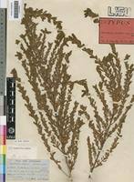 Image result for Crotalaria caudata