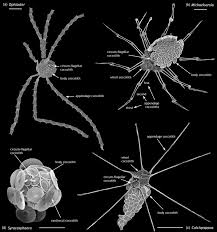 Image result for Exotheca