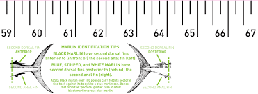 marlin release ruler release ruler