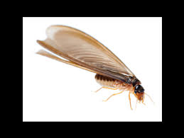 These stays are highly rated for location, cleanliness, and more. Termite Pest Control Service Company Indian Harbour Beach Fl Indian Harbour Beach Fl Home And Commercial Exterminator Brevard County Florida Get Beachside Termite Pest Control