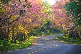 เมือง ต้นไม้ ภูมิทัศน์ ธรรมชาติ ป่า รถยนต์ ในเมือง เส้นทาง อาคาร ถนน 5 à¹€à¸ª à¸™à¸—à¸²à¸‡à¸— à¸­à¸‡à¹€à¸— à¸¢à¸§ à¸‚ à¸šà¸£à¸–à¸Šà¸¡à¸§ à¸§à¸–à¸™à¸™à¸ªà¸§à¸¢à¹†à¸£ à¸šà¸£à¸­à¸‡à¸§ à¸²à¹€à¸žà¸¥ à¸™