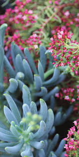 Image result for Senecio subsessilis