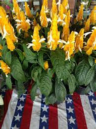 Find your next apartment in west chester pa on zillow. Florist West Chester Pa Fresh Cut Flowers Plants Arrangements