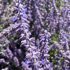 Image result for Perovskia atriplicifolia lacey blue photo