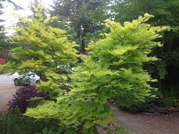 The deeply divided, soft green leaves have 7 to 11 lobes and are delicately displayed on thin, drooping branches. Tempted To Plant A Japanese Maple Squamish Chief