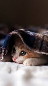Excellent Cute Kittens Videos Download Pinterest Sevimli Kediler Hayvan Kedi