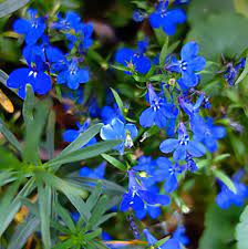 Lobelia Lovetoknow