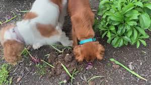 Request an appointment for your pet: Are Cicadas Dangerous To Pets When Are Cicadas Coming Back To Dc Wusa9 Com