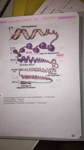 Organisationsebenen Von Chromatiden Alpha Helix Bis Chromosom Biologie Abitur Abitur Vorbereitung Biologie Unterrichten