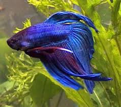 On the one hand, its incredible color does not leave with these couple of details in mind, let's see the different types of most common betta fish according to the arrangement of their colors but also. Different Types Of Betta Fish Complete Guide Fish Care