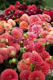 Check spelling or type a new query. Dahlia Heaven Flower Farm Beautiful Flowers Plants