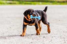 Here's what your breeder should because rottweiler puppies should be fully vaccinated being exposed to other puppies, it's best to. Rottweiler Pitbull Mix A Complete Owners Guide To Pitweilers All Things Dogs All Things Dogs