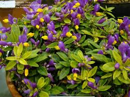 Image result for Polygala francisci