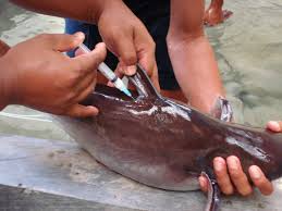 Hasil gambar untuk kegunaan ovaprim untuk pemijahan ikan