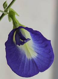 Image result for Clitoria