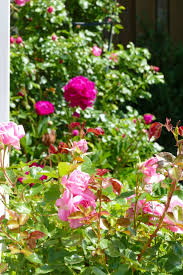 Garten Idee Rosen Garten Ideen Garten Rosen