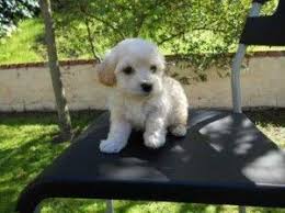 Looking for a puppy or dog in houston, texas? Maltipoo Puppies Houston Cute Puppies Maltipoo Puppy Maltipoo Puppies For Sale Cute Puppies