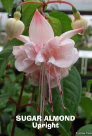 Risultati immagini per Naturaleza perfecta. Fuchsia.