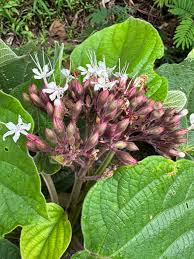 Image result for Clerodendrum capitatum
