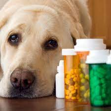 Side Effects Of Antibiotics In Dogs